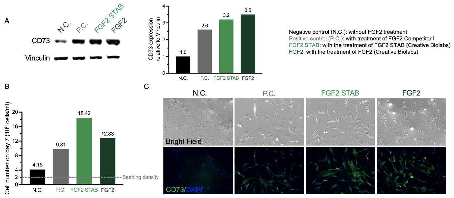 FGF2 and FGF2 STAB support human MSC culture. (Creative Biolab Authorized)