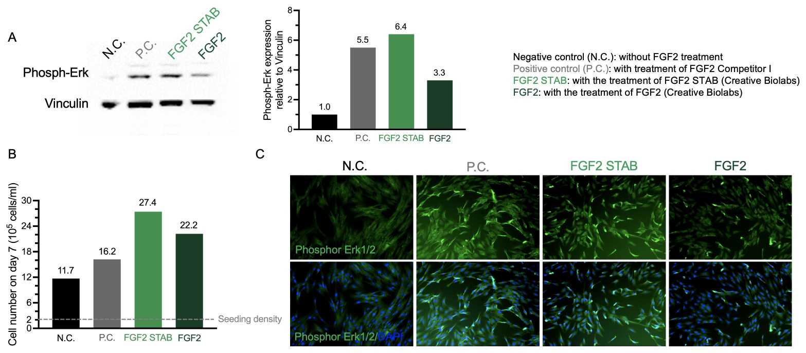 FGF2 STAB functions best NHDF culture. (Creative Biolab Authorized)