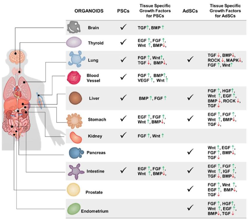 Growth factors in stem cell field. (Tortorella, et al., 2022)