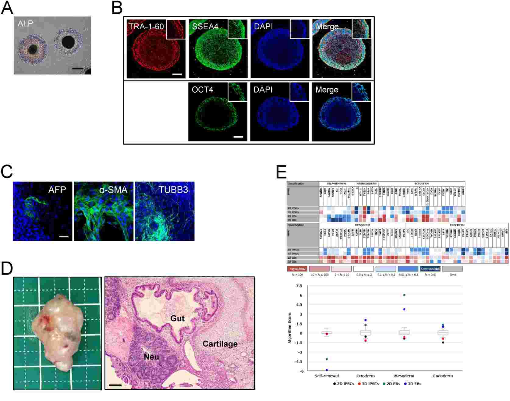 Fig. 3 Characteristics of iPSC in 3D culture. (Tsukamoto, Masaya, et al., 2024)