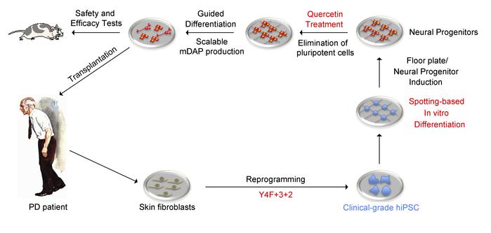 iPSC-derived dopaminergic progenitors restore motor function in PD models.