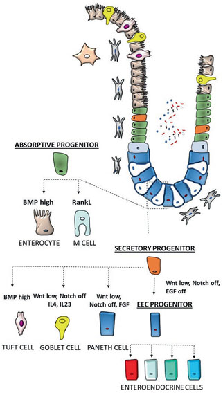 Intestinal stem cell differentiation.