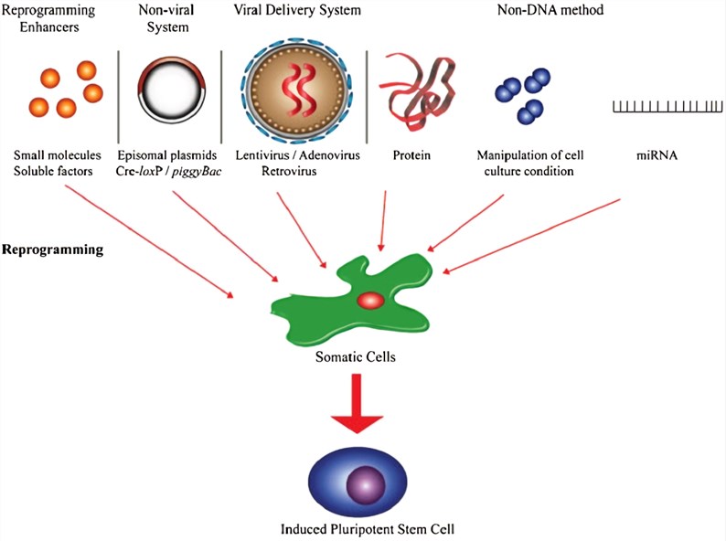 induced pluripotent stem cells