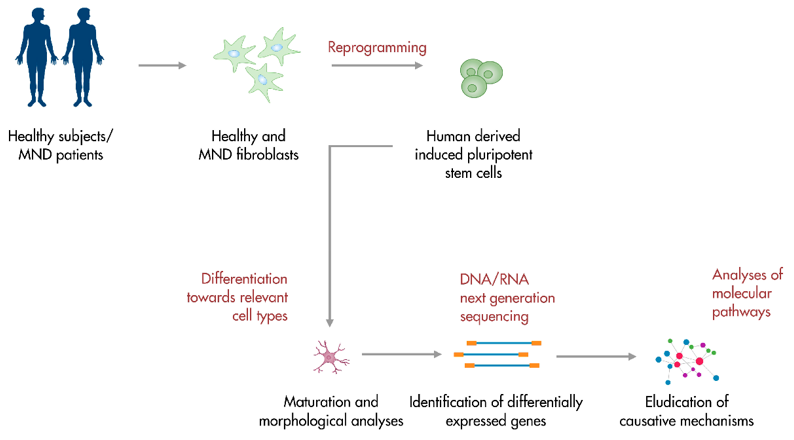 iPSC-based platforms for motor neuron disease modeling.