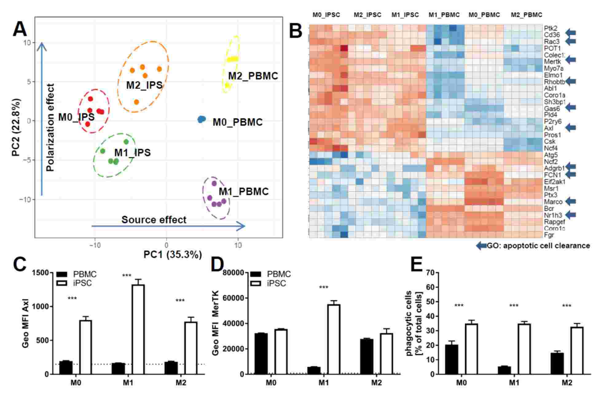 Comparison of functionality of iPSC-derived macrophage and primary macrophage. (Gutbier, Simon, et al., 2020)