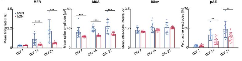 Fig. 3 Comparison of MFR, MSA, ISIcv and pAE in hMN and hDN cultures. (Ronchi, Silvia, et al., 2021)