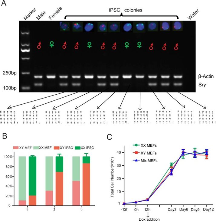 Fig.3 Studying the sex ratio of iPSCs. (Di, Ke-Qian, et al., 2015)