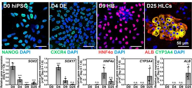 Generation of hiPSC-differentiated HLCs on quartz dishes. (Li, Menglu, et al., 2023)