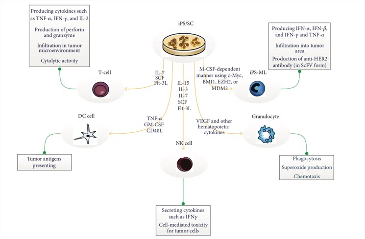 iPSC-derived cell therapy development