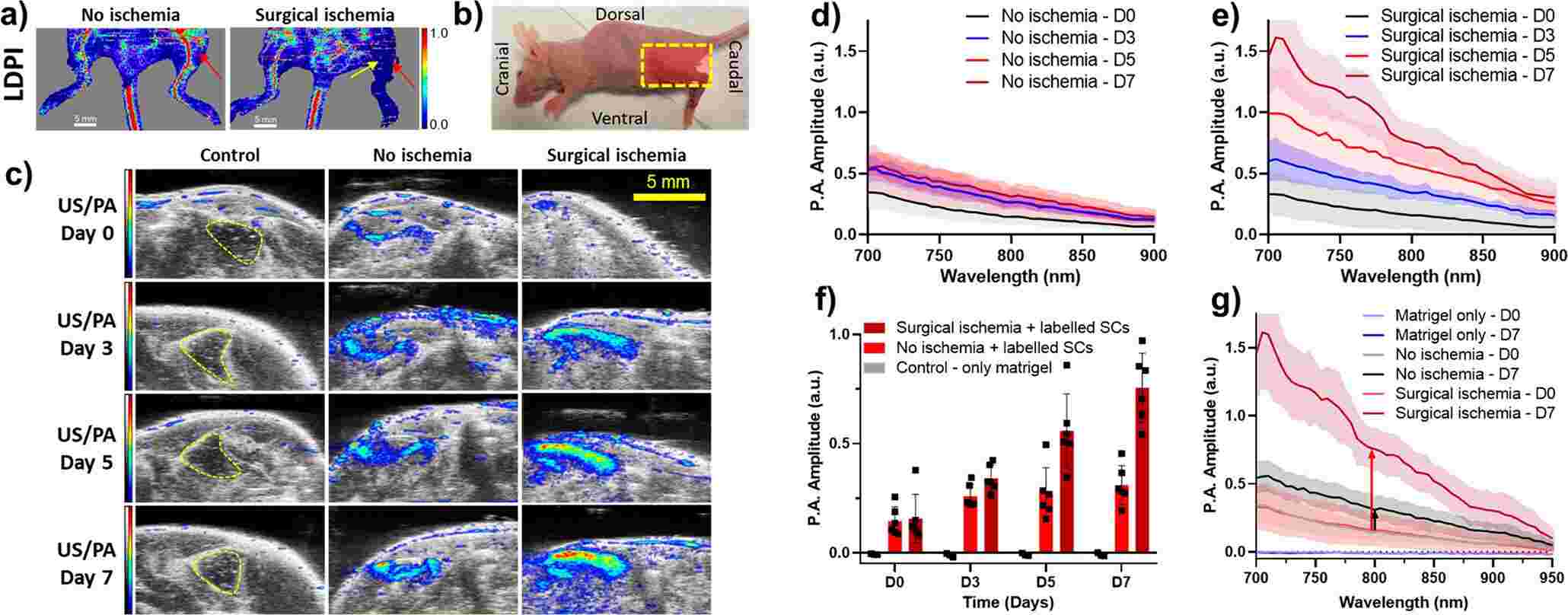 Longitudinal monitoring of stem cell apoptosis in vivo. (Jhunjhunwala, Anamik, et al., 2023)