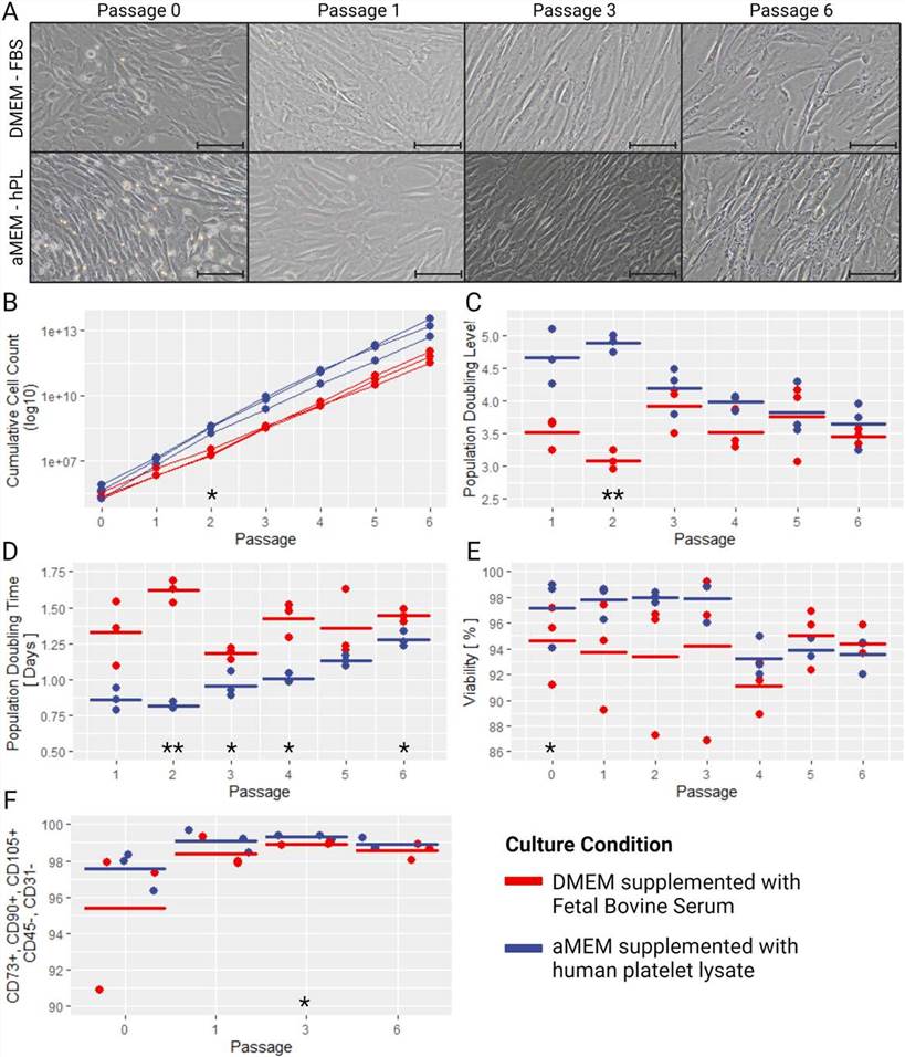 Fig. 2 Analysis of hUC-MSCs isolated and expanded in different serum and culture medium. (Todtenhaupt, Pia, et al., 2023)