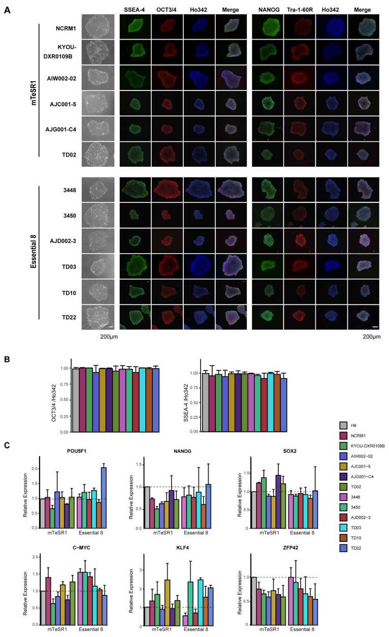 Fig. 2 Pluripotency markers in hiPSCs. (Chen, Carol X-Q., et al., 2021)