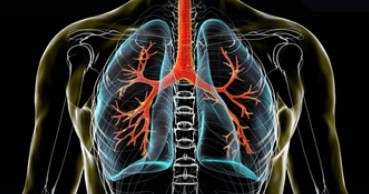 Respiratory System (Creative Biolabs Authorized)