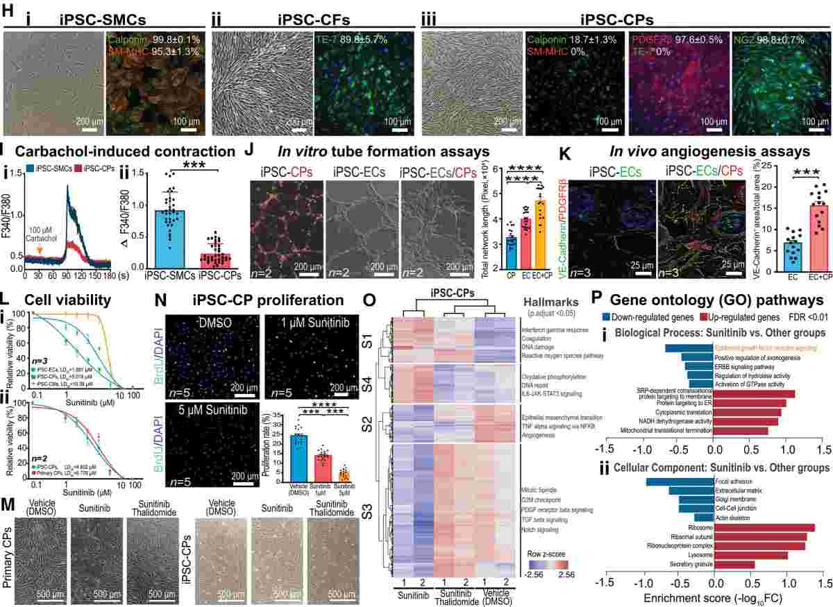 Phenotypic characterization and functional assessment of iPSC-CP. (Shen, Mengcheng, et al., 2023)