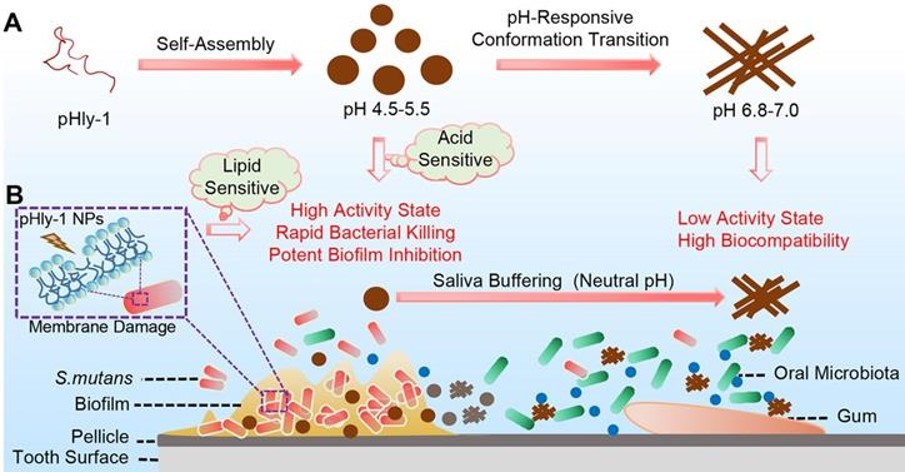 Fig.2 Illustration of the pH-responsive self-assembly and morphological transition of peptide pHly-1 from nanoparticles to nanofibers and the process of treating dental caries by peptide pHly-1. (Zhang, Peng, et al, 2022)