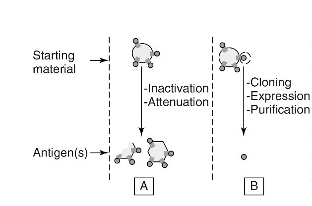 Classical approach for antigens production (A) and much advanced approach (B)