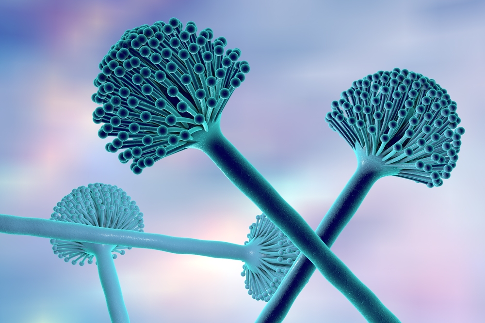 Filamentous Fungi Expression System For Vaccine Production Creative 