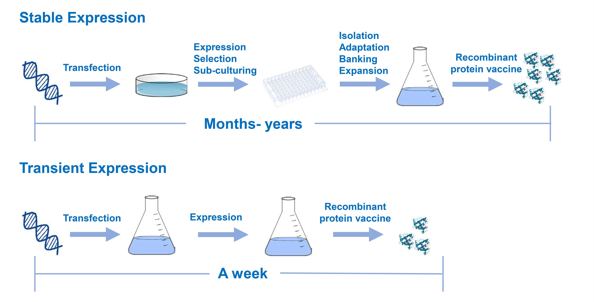 Comparison of transient and stable expression – Creative Biolabs