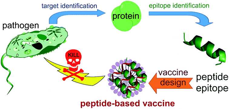 Peptide-based vaccine - Creative Biolabs