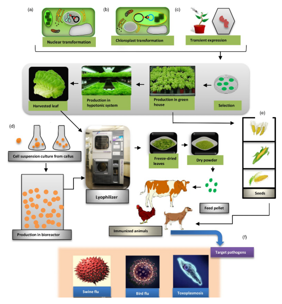 Mechanism for production of plant-based oral vaccines against animal diseases