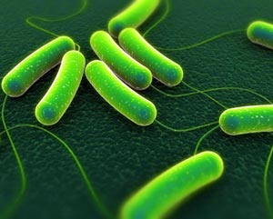 Salmonella typhi – Creative Biolabs